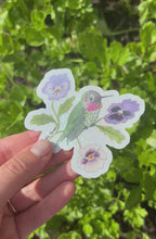 Load and play video in Gallery viewer, Anna’s Hummingbird & Pansies Sticker