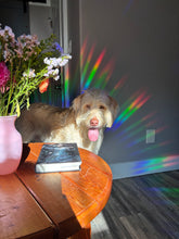 Load image into Gallery viewer, Moon Bear Suncatcher - Wholesale
