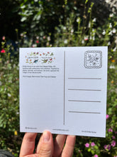 Load image into Gallery viewer, Bird-voiced tree frog &amp; daisies Postcard-Wholesale
