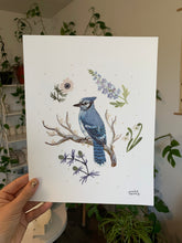 Load image into Gallery viewer, Blue Jay Art Print
