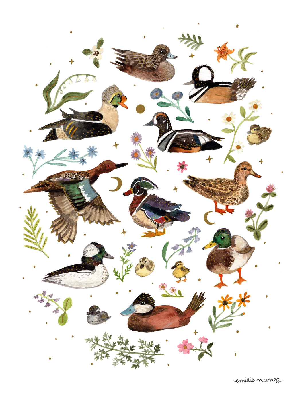 Ducks Art Print