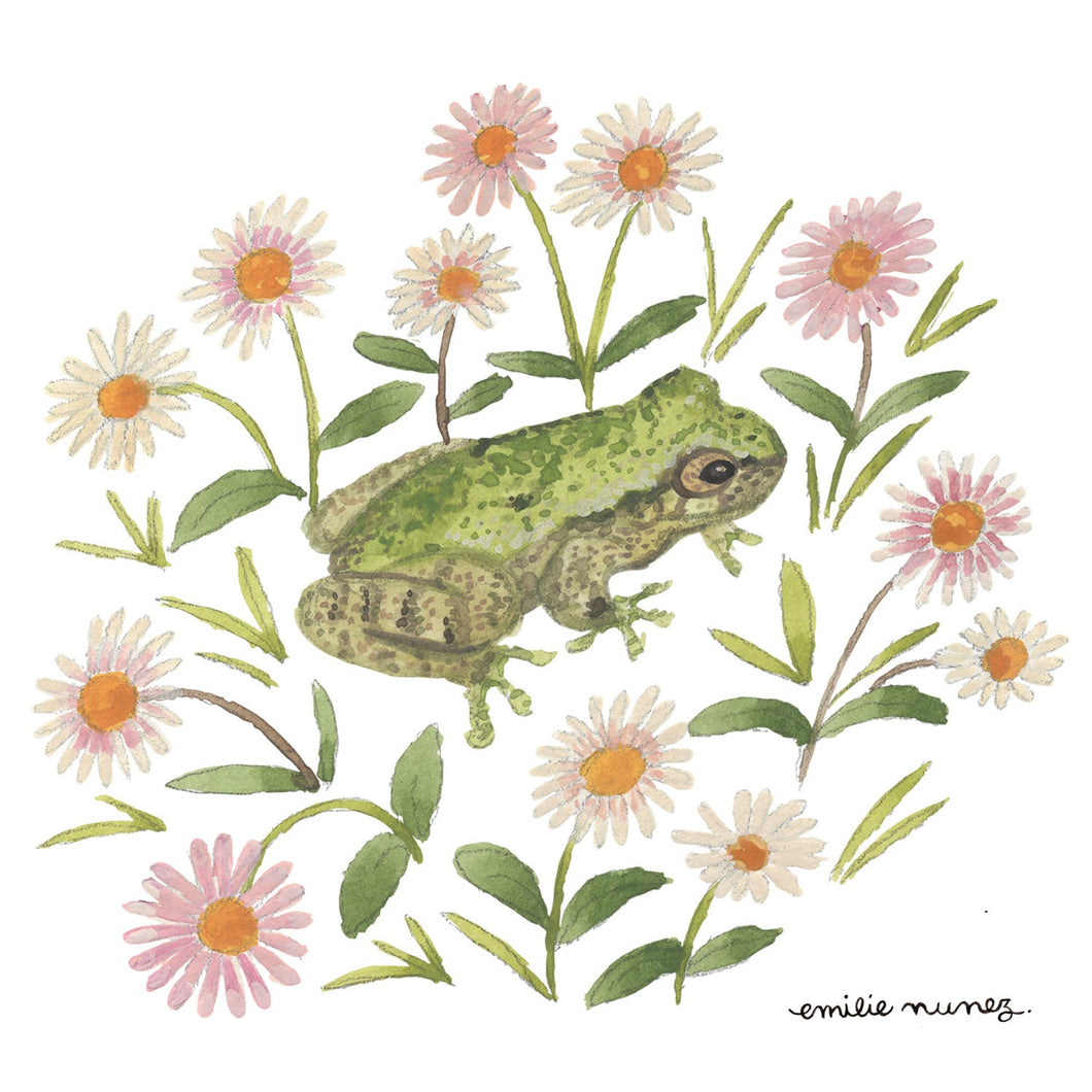 Bird-voiced tree frog & daisies Postcard-Wholesale