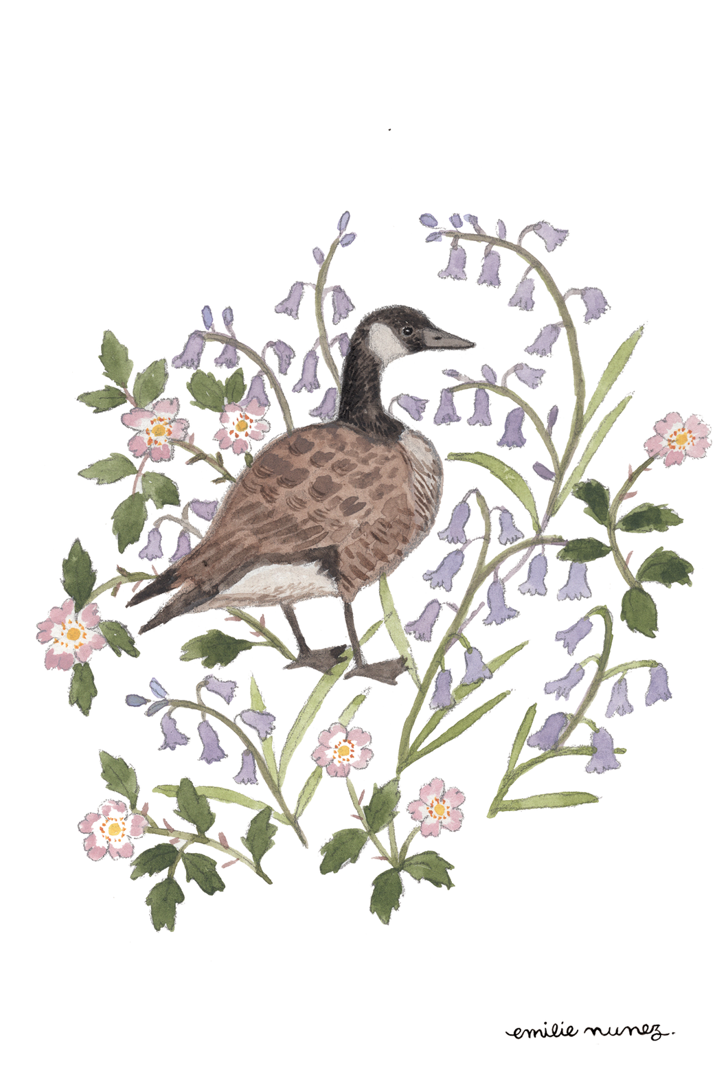 Canada Goose Postcard-Wholesale