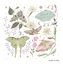 Load image into Gallery viewer, Moths Art Print - Wholesale
