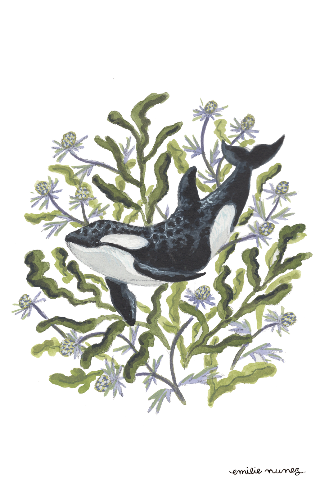 Orca Postcard-Wholesale
