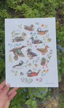 Load and play video in Gallery viewer, Ducks Art Print
